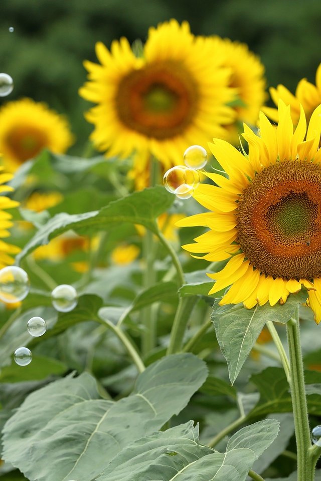 Обои цветы, поле, лето, лепестки, подсолнухи, мыльные пузыри, flowers, field, summer, petals, sunflowers, bubbles разрешение 5213x3475 Загрузить