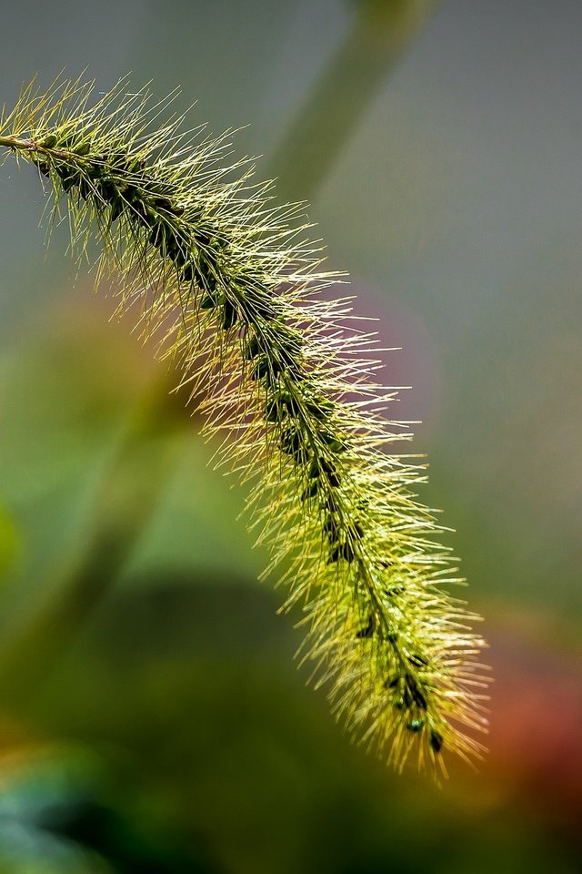 Обои природа, макро, колосок, боке, травинка, nature, macro, spike, bokeh, a blade of grass разрешение 2048x1323 Загрузить