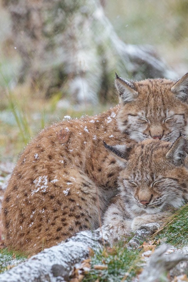 Обои природа, рысь, сон, рыси, nature, lynx, sleep разрешение 2048x1365 Загрузить