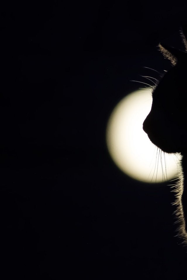Обои свет, кот, мордочка, кошка, взгляд, тень, профиль, light, cat, muzzle, look, shadow, profile разрешение 2048x1269 Загрузить