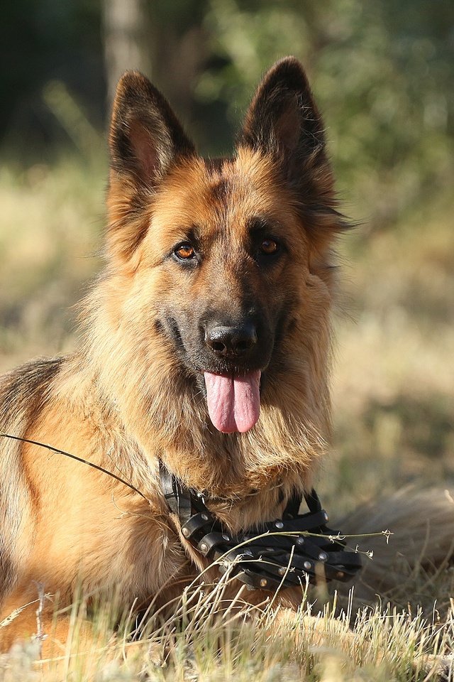 Обои трава, друг, язык, немецкая овчарка, овчарка, grass, each, language, german shepherd, shepherd разрешение 1920x1280 Загрузить