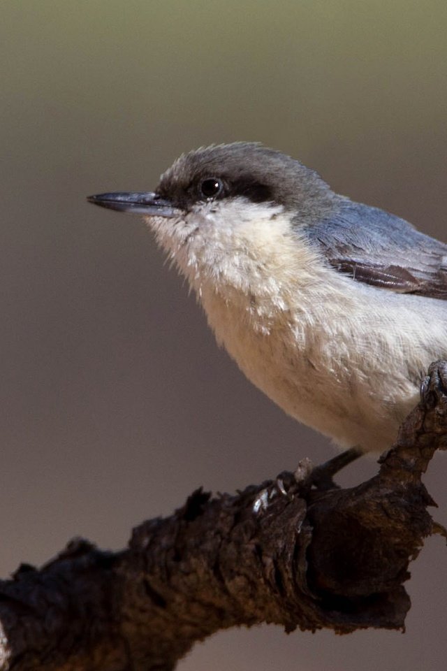 Обои ветка, птица, клюв, поползень, поползень-крошка, branch, bird, beak, nuthatch, nuthatch-baby разрешение 2048x1152 Загрузить