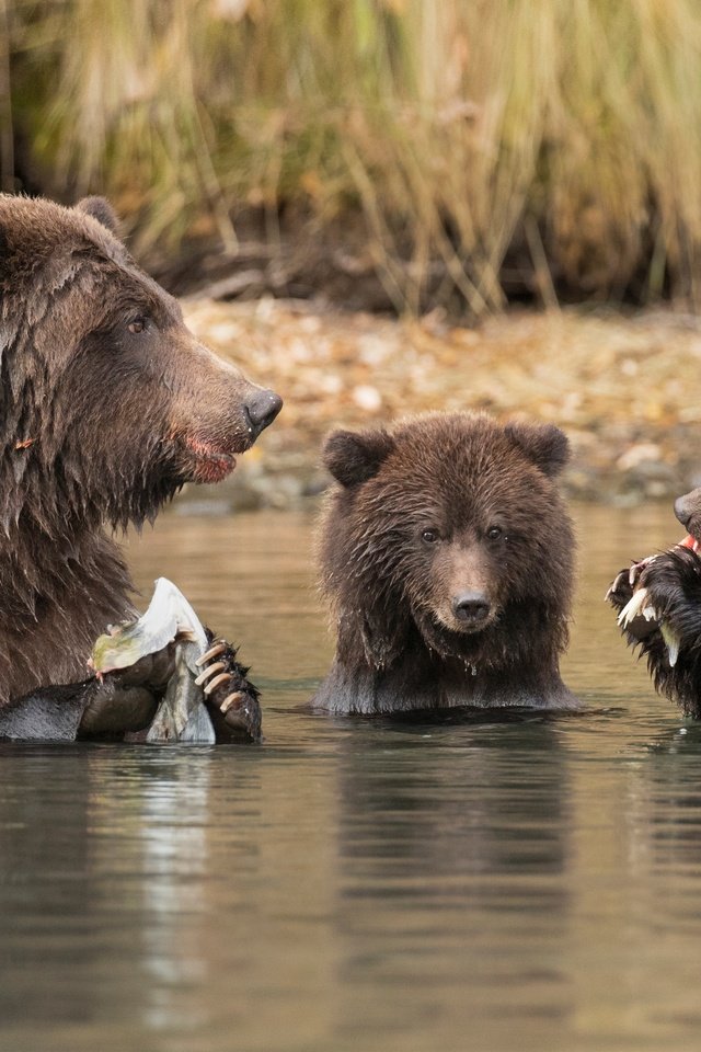 Обои вода, река, рыбалка, медведи, обед, медведица, медвежата, water, river, fishing, bears, lunch, bear разрешение 4000x2656 Загрузить