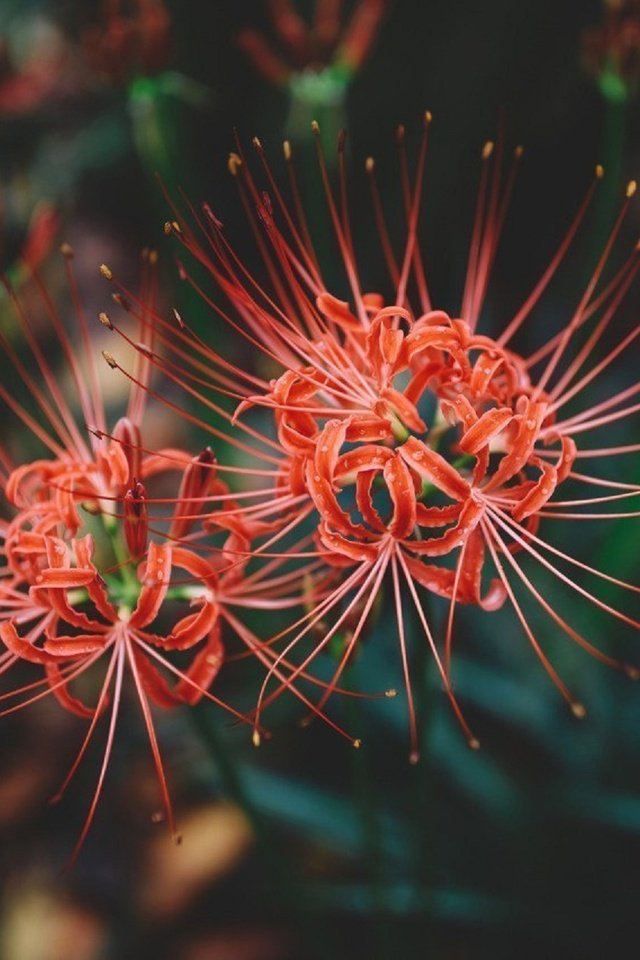 Обои цветы, цветение, макро, лепестки, красные, пестики, амариллис, cluster amaryllis, flowers, flowering, macro, petals, red, pistils, amaryllis разрешение 1920x1279 Загрузить