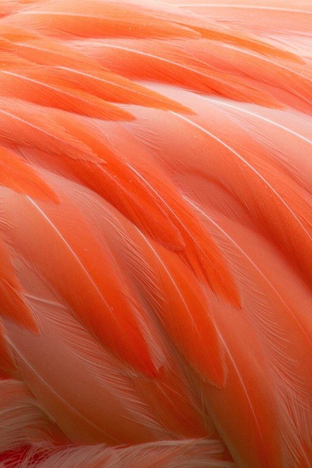 Обои фламинго, перья, перо, перышки, flamingo, feathers, pen разрешение 4050x2833 Загрузить