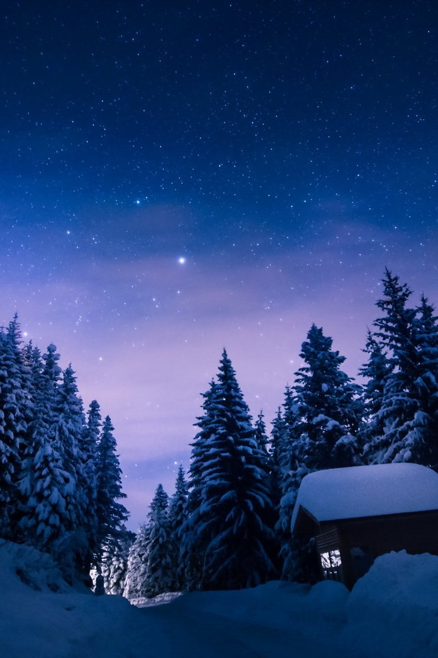 Обои небо, снегопад, деревья, снег, лес, зима, звезды, сосны, домик, the sky, snowfall, trees, snow, forest, winter, stars, pine, house разрешение 2560x1600 Загрузить