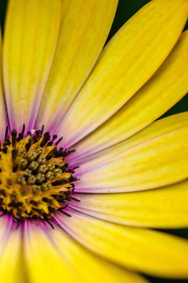 Обои макро, цветок, лепестки, жёлтая, гербера, маргаритка, macro, flower, petals, yellow, gerbera, daisy разрешение 4551x2932 Загрузить