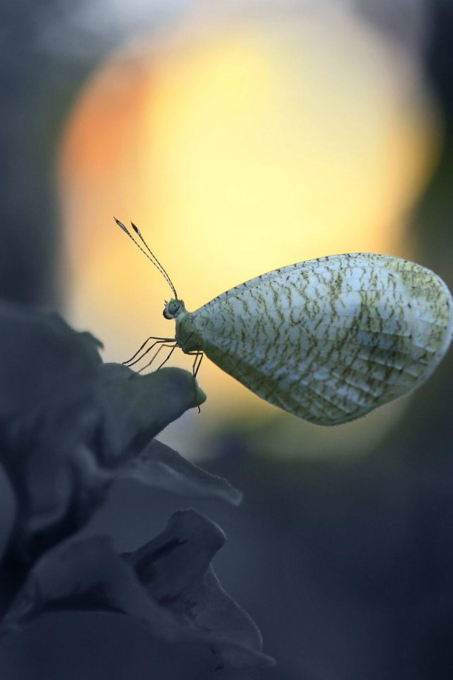 Обои насекомое, цветок, бабочка, крылья, alfian ismail, insect, flower, butterfly, wings разрешение 2000x1333 Загрузить