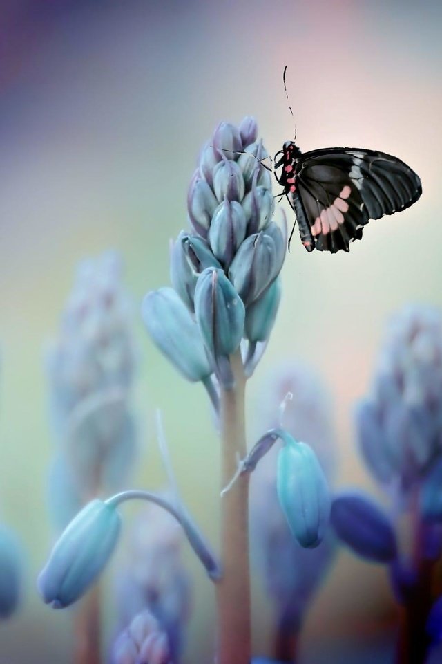 Обои цветы, насекомое, бабочка, крылья, vinny rojas, flowers, insect, butterfly, wings разрешение 2000x1333 Загрузить