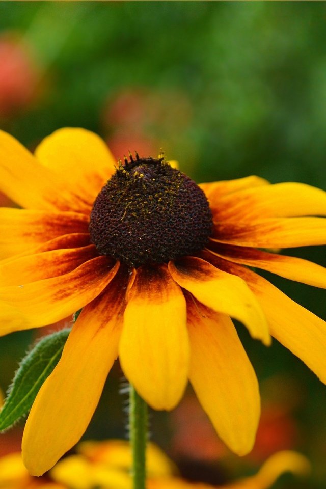 Обои желтый, цветок, лепестки, рудбекия, yellow, flower, petals, rudbeckia разрешение 3002x1854 Загрузить