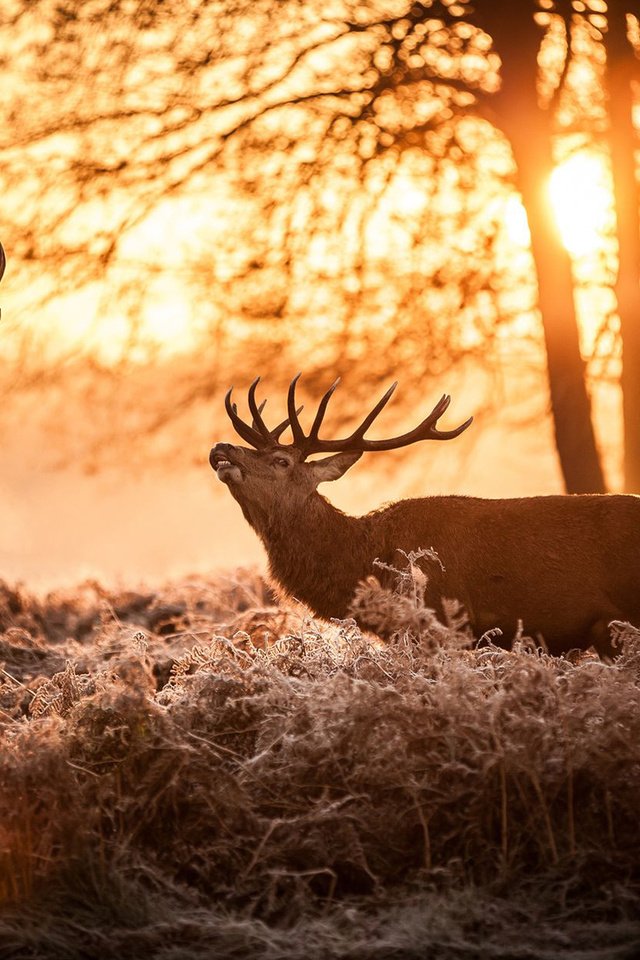 Обои солнце, природа, олень, утро, рога, олени, the sun, nature, deer, morning, horns разрешение 1920x1200 Загрузить