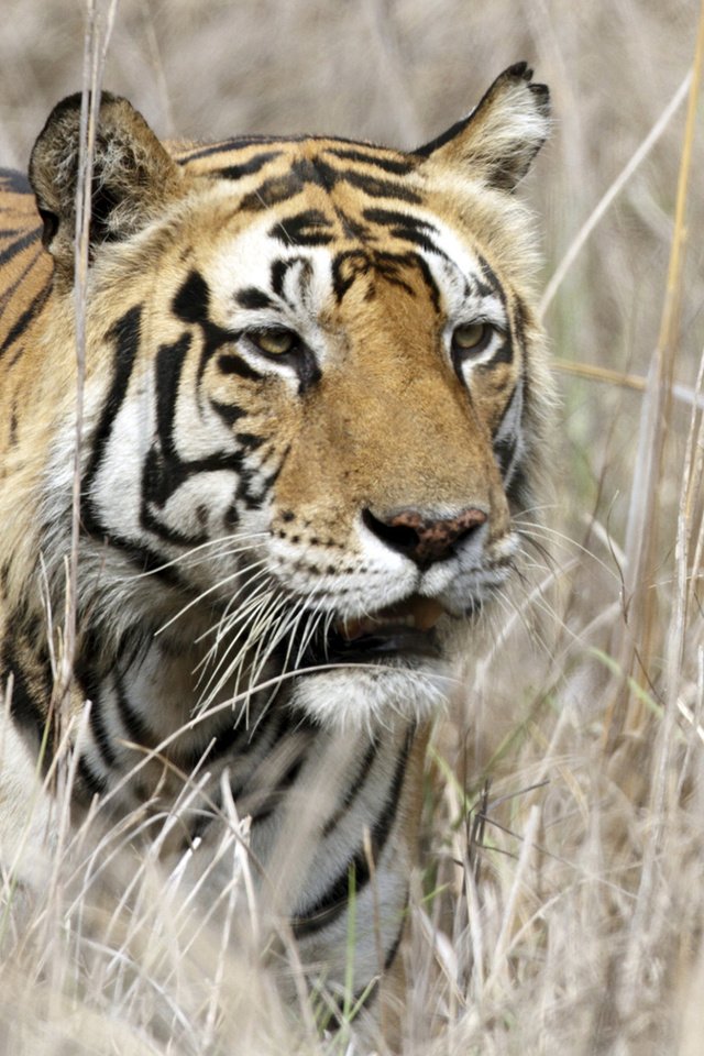 Обои тигр, хищник, большая кошка, tiger, predator, big cat разрешение 1920x1200 Загрузить