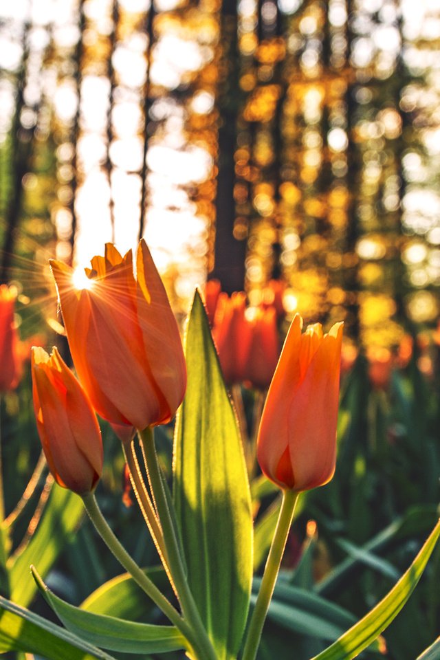 Обои цветы, деревья, бутоны, стволы, весна, тюльпаны, стебли, flowers, trees, buds, trunks, spring, tulips, stems разрешение 3840x2160 Загрузить
