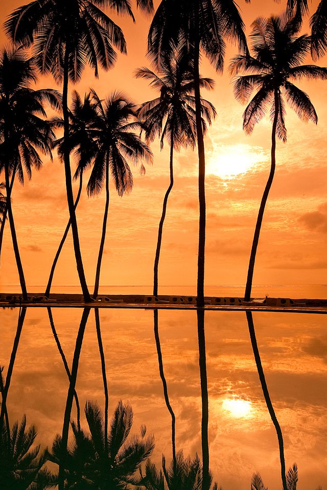 Обои закат, отражение, побережье, пальмы, курорт, гавайи, палмы, sunset, reflection, coast, palm trees, resort, hawaii, palm разрешение 2560x1700 Загрузить