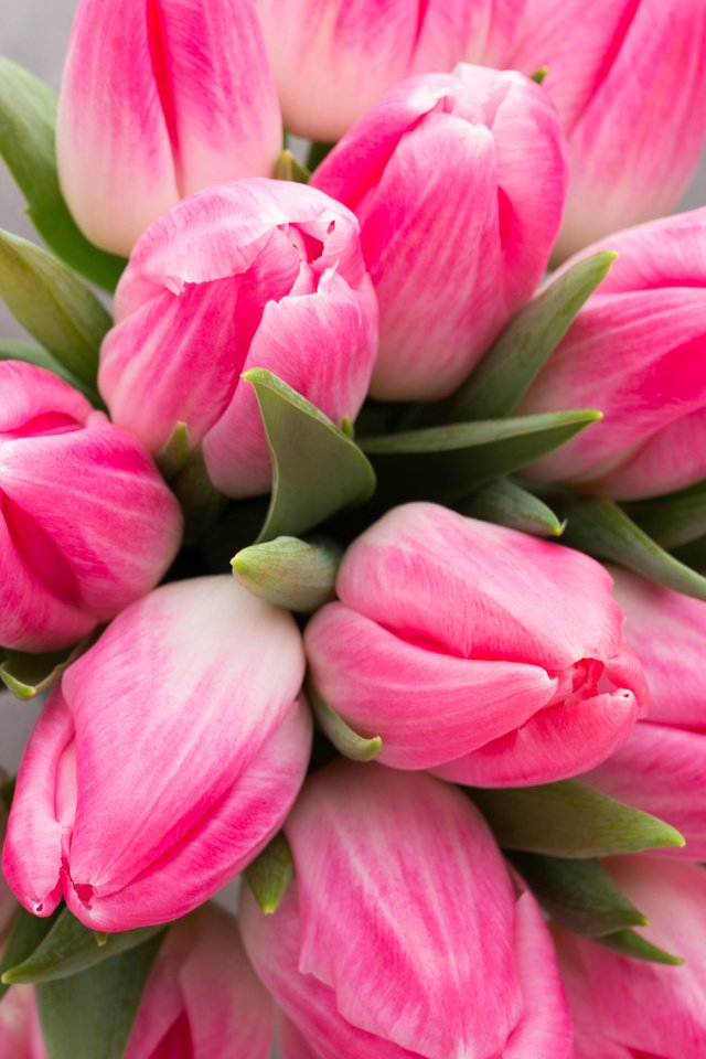 Обои цветы, бутоны, весна, букет, тюльпаны, розовые, flowers, buds, spring, bouquet, tulips, pink разрешение 5472x3648 Загрузить