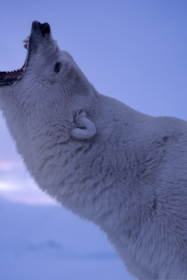 Обои морда, полярный медведь, взгляд, медведь, пасть, белый медведь, рев, face, polar bear, look, bear, mouth, roar разрешение 4000x2667 Загрузить