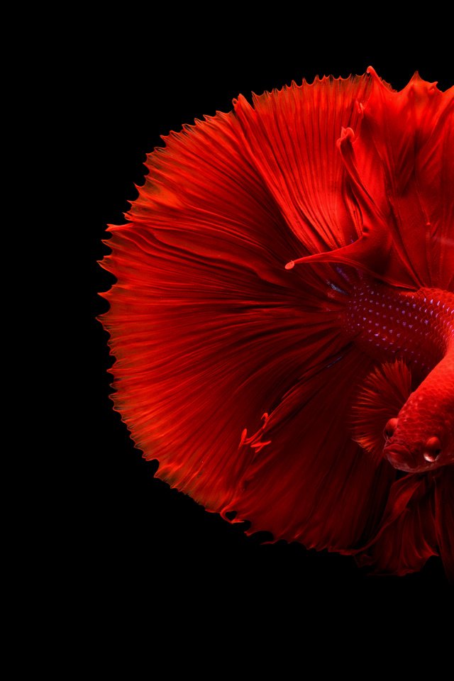 Обои черный фон, рыбка, хвост, рыба, подводный мир, петушок, black background, fish, tail, underwater world, cock разрешение 4879x3253 Загрузить