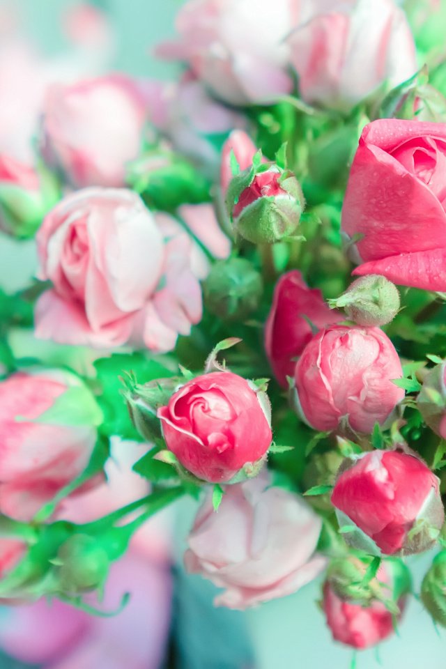 Обои цветы, бутоны, розы, лепестки, букет, розовые розы, flowers, buds, roses, petals, bouquet, pink roses разрешение 3636x2045 Загрузить