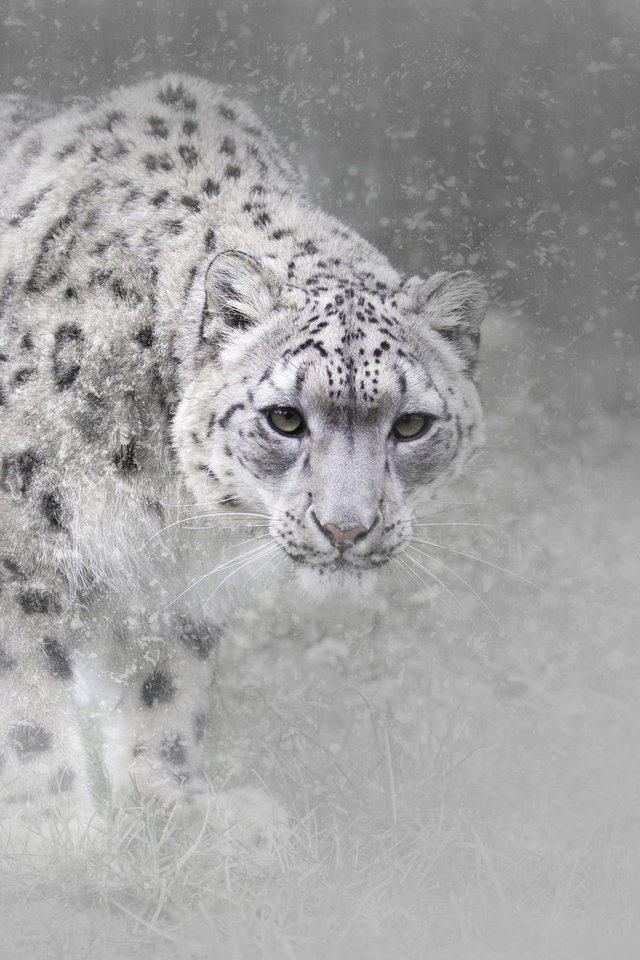 Обои морда, дикая кошка, снег, снегопад, зима, туман, взгляд, чёрно-белое, хищник, снежный барс, face, wild cat, snow, snowfall, winter, fog, look, black and white, predator, snow leopard разрешение 2048x1497 Загрузить