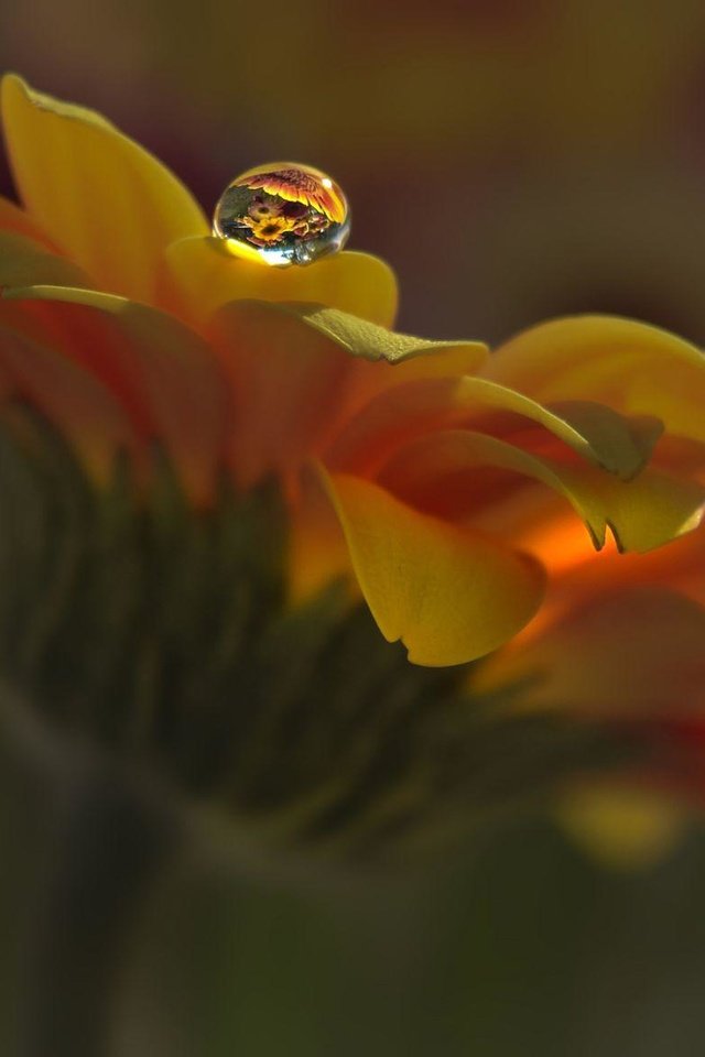 Обои макро, цветок, капля, лепестки, календула, aylin in the dropland, macro, flower, drop, petals, calendula разрешение 2000x1167 Загрузить