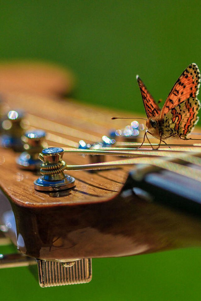 Обои насекомое, гитара, музыка, бабочка, крылья, музыкальный инструмент, karina fleur, insect, guitar, music, butterfly, wings, musical instrument разрешение 1920x1280 Загрузить