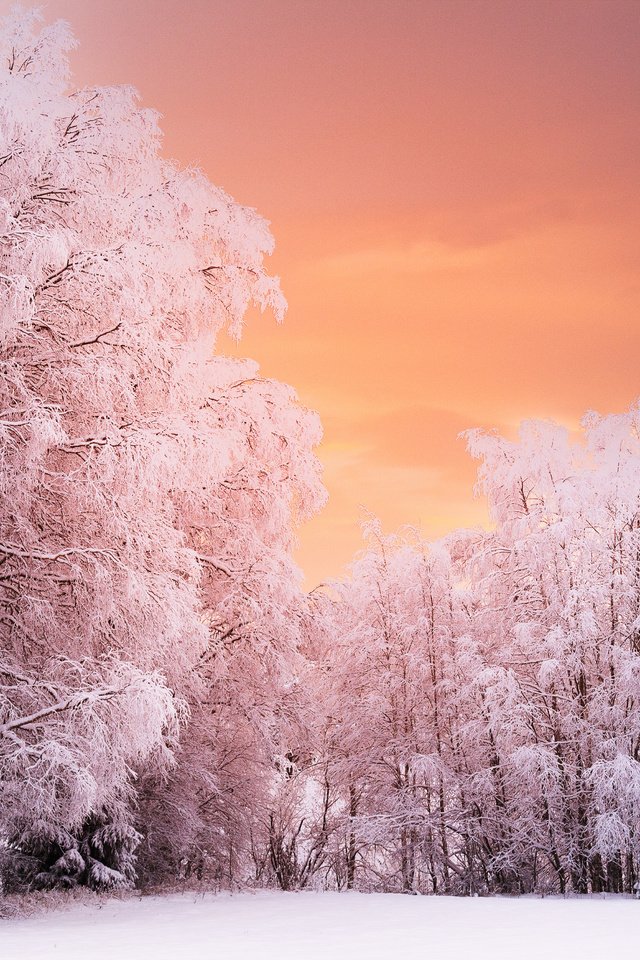 Обои деревья, лес, закат, зима, ветки, иней, норвегия, рена, trees, forest, sunset, winter, branches, frost, norway, ren разрешение 5120x3394 Загрузить