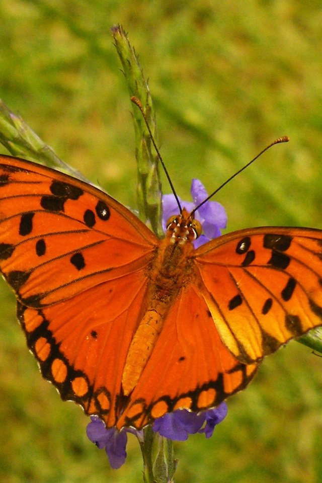 Обои цветы, насекомое, бабочка, крылья, размытость, flowers, insect, butterfly, wings, blur разрешение 2048x1301 Загрузить