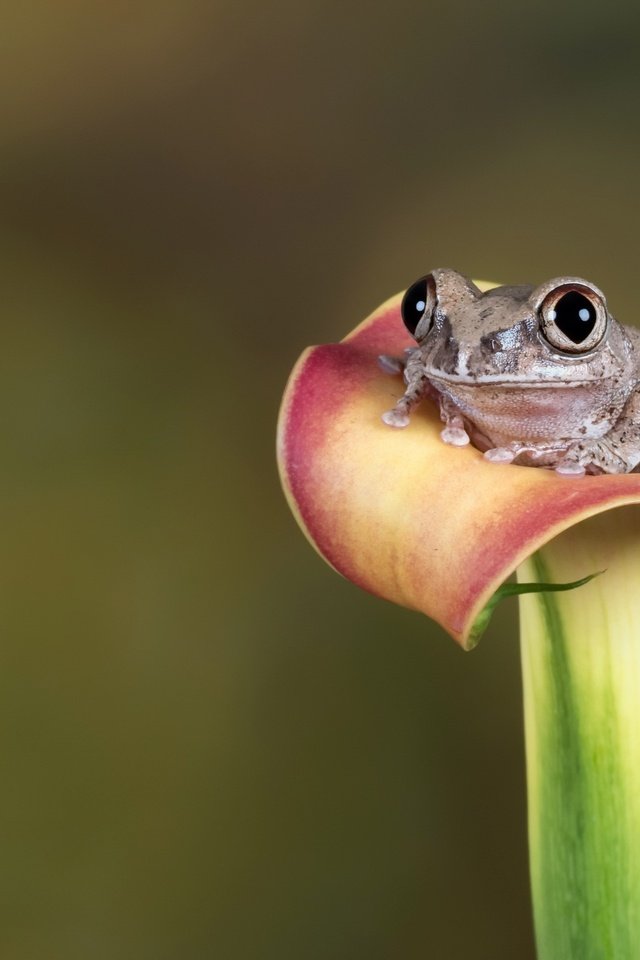 Обои глаза, цветок, лето, взгляд, лягушка, eyes, flower, summer, look, frog разрешение 2560x1758 Загрузить