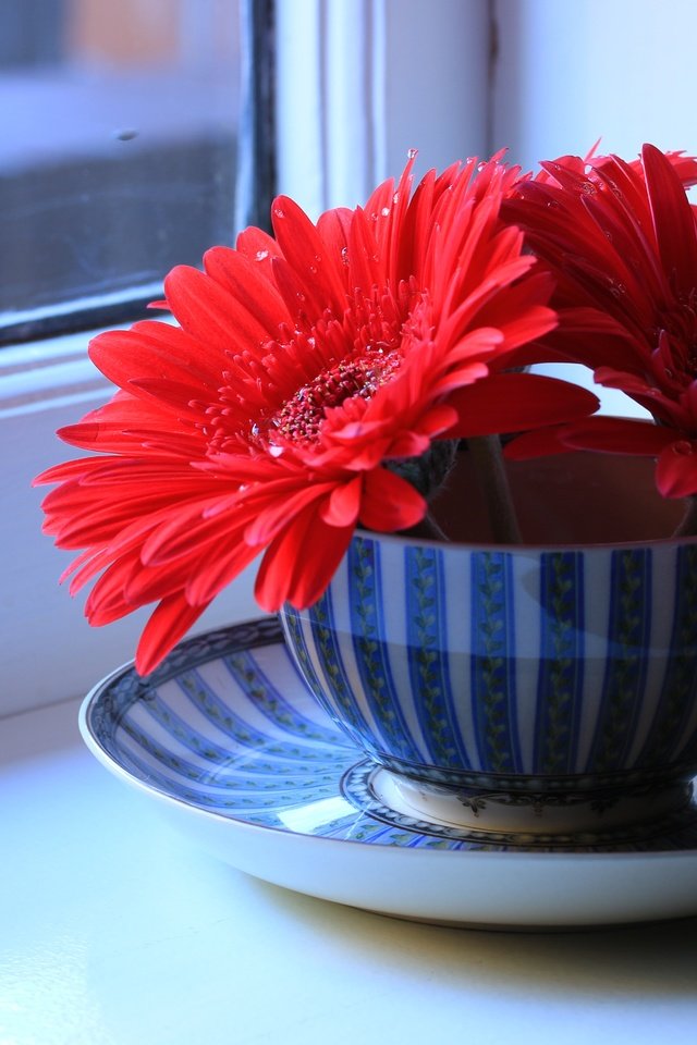 Обои цветы, блюдце, окно, чашка, герберы, натюрморт, подоконник, flowers, saucer, window, cup, gerbera, still life, sill разрешение 5472x3648 Загрузить