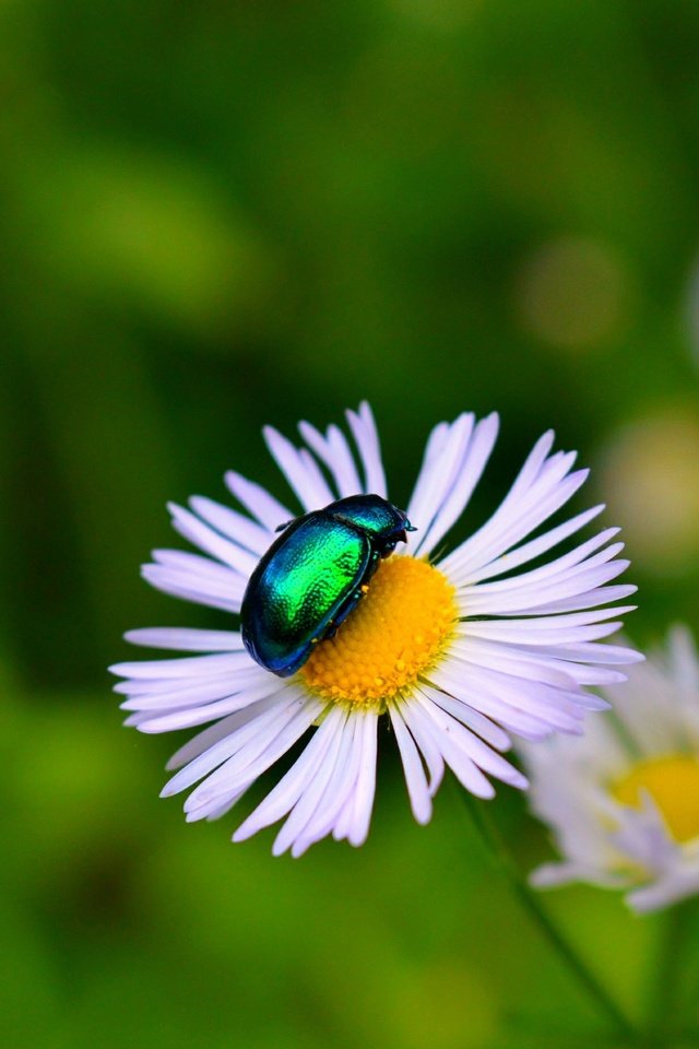 Обои цветы, жук, макро, насекомое, лепестки, боке, flowers, beetle, macro, insect, petals, bokeh разрешение 3000x1869 Загрузить