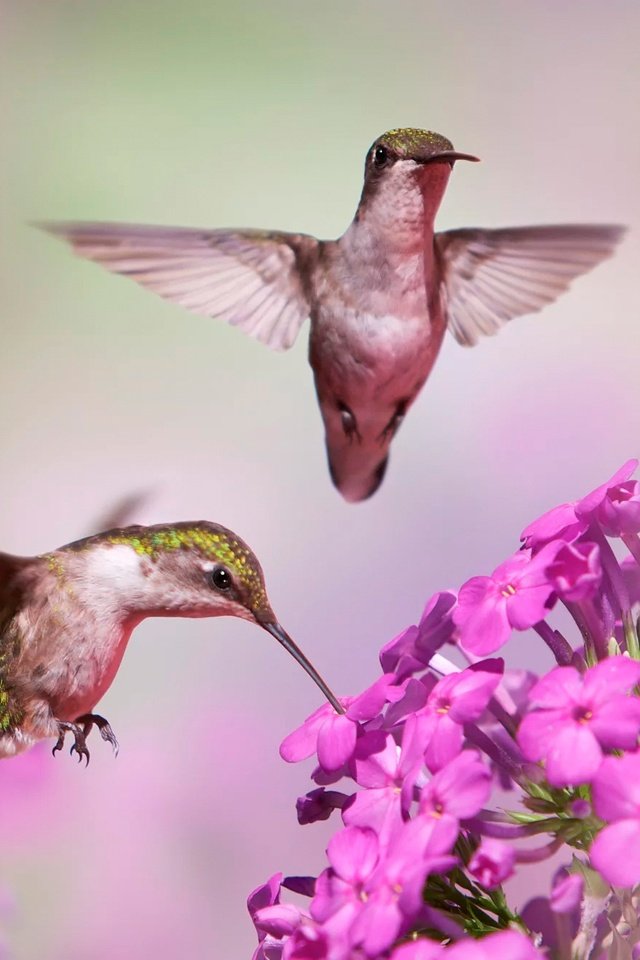 Обои цветы, полет, размытость, птицы, клюв, пара, колибри, боке, flowers, flight, blur, birds, beak, pair, hummingbird, bokeh разрешение 2000x1329 Загрузить