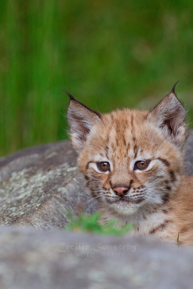 Обои трава, рысь, камень, отдых, малыш, grass, lynx, stone, stay, baby разрешение 2048x1152 Загрузить