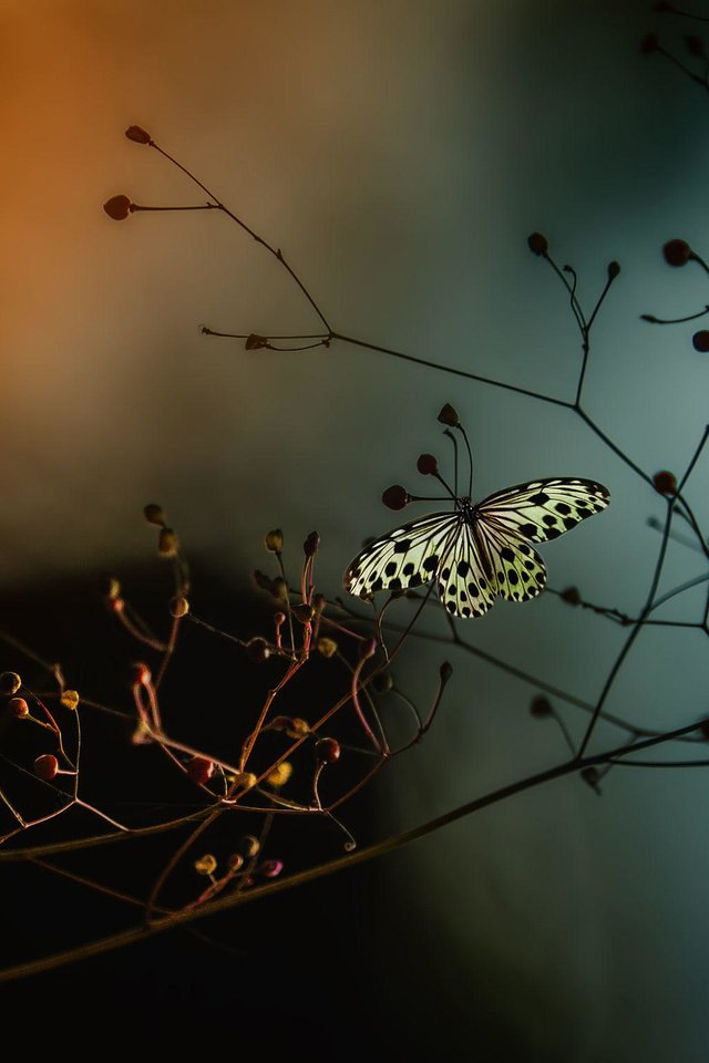 Обои насекомое, ветки, бабочка, крылья, растение, eleonora di primo, insect, branches, butterfly, wings, plant разрешение 2000x1533 Загрузить