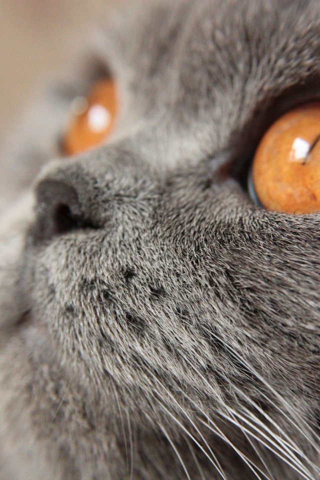 Обои кот, мордочка, усы, кошка, взгляд, желтые глаза, британская короткошерстная, cat, muzzle, mustache, look, yellow eyes, british shorthair разрешение 4272x2848 Загрузить