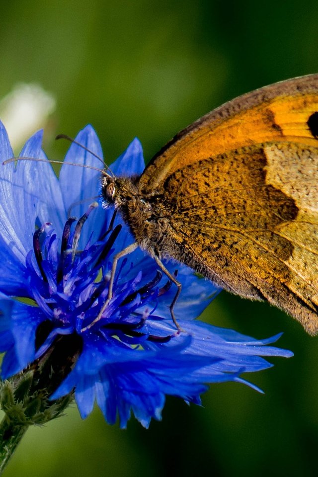 Обои макро, насекомое, цветок, бабочка, крылья, василек, macro, insect, flower, butterfly, wings, cornflower разрешение 2510x1798 Загрузить