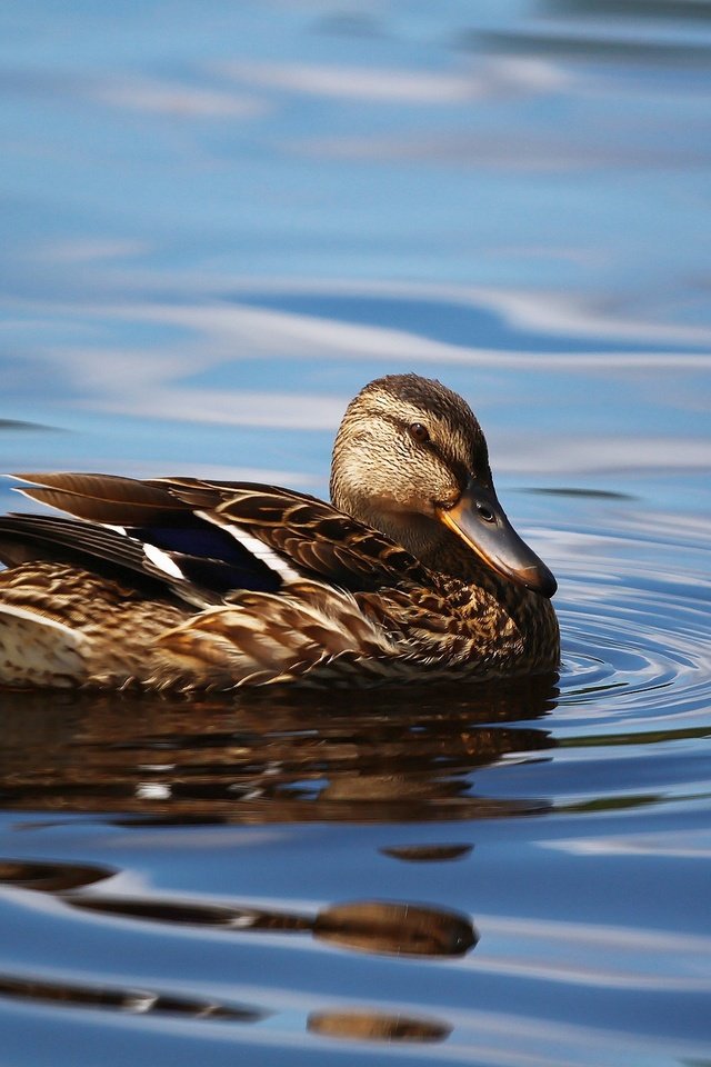 Обои озеро, птица, клюв, перья, озёра, утка, кряква, уточка, lake, bird, beak, feathers, duck, mallard разрешение 1920x1280 Загрузить