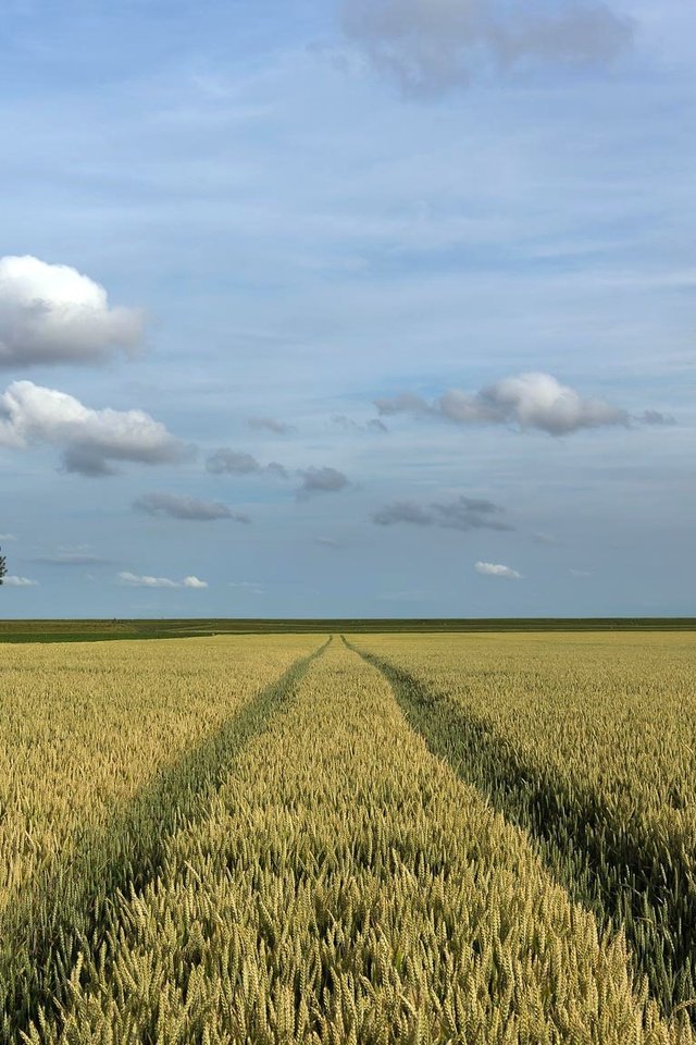 Обои небо, облака, деревья, поле, горизонт, лето, колосья, the sky, clouds, trees, field, horizon, summer, ears разрешение 2048x1152 Загрузить