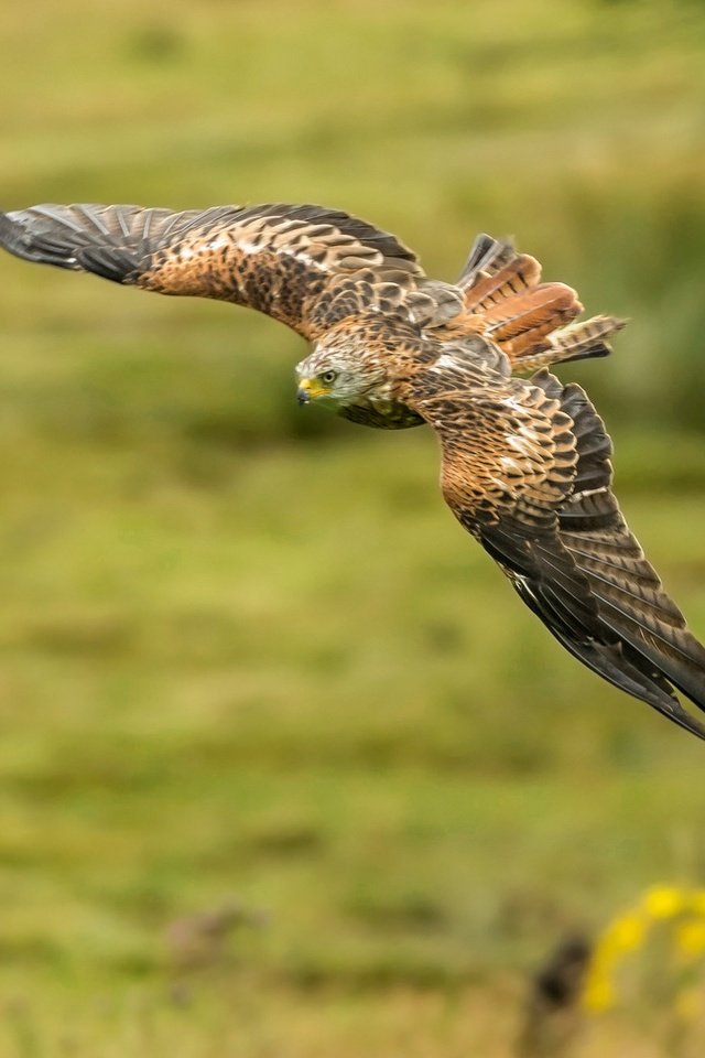 Обои полет, крылья, хищник, птица, коршун, красный коршун, flight, wings, predator, bird, kite, red kite разрешение 2048x1336 Загрузить