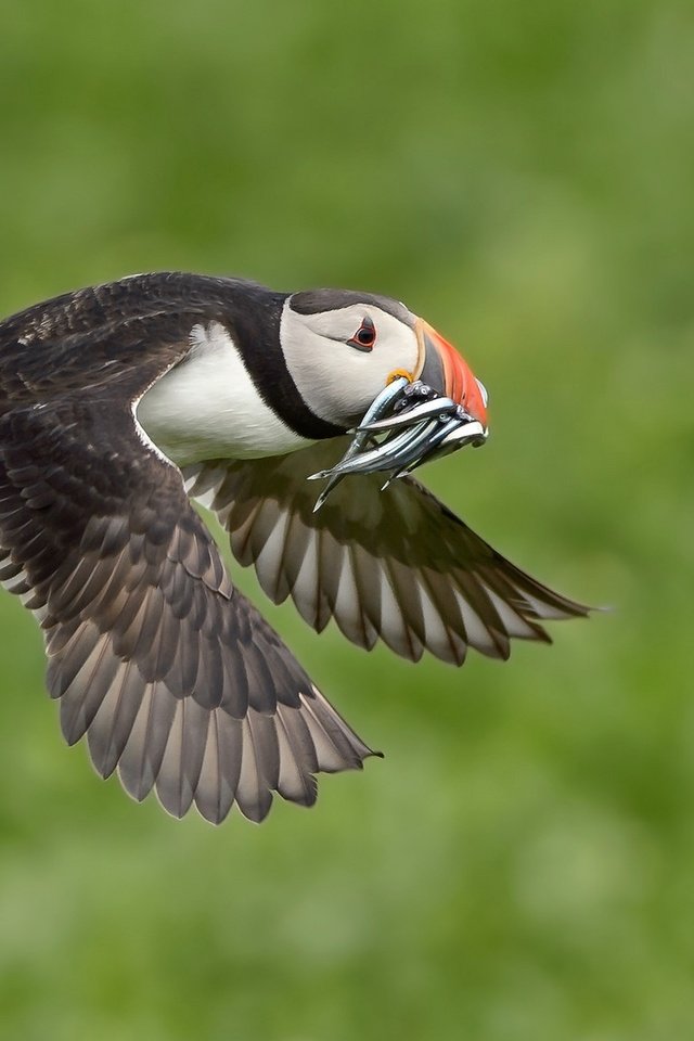 Обои полет, крылья, птица, клюв, рыба, тупик, улов, flight, wings, bird, beak, fish, stalled, catch разрешение 2048x1152 Загрузить