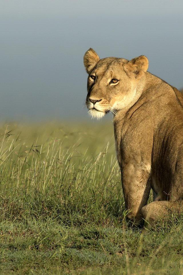 Обои морда, природа, взгляд, африка, хищник, лев, львица, дикая кошка, face, nature, look, africa, predator, leo, lioness, wild cat разрешение 2022x1274 Загрузить