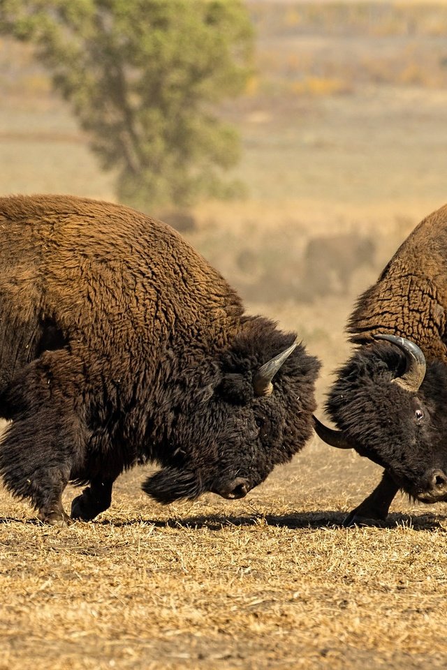 Обои природа, бой, рога, бизон, американский бизон, nature, battle, horns, buffalo, american bison разрешение 2048x1152 Загрузить
