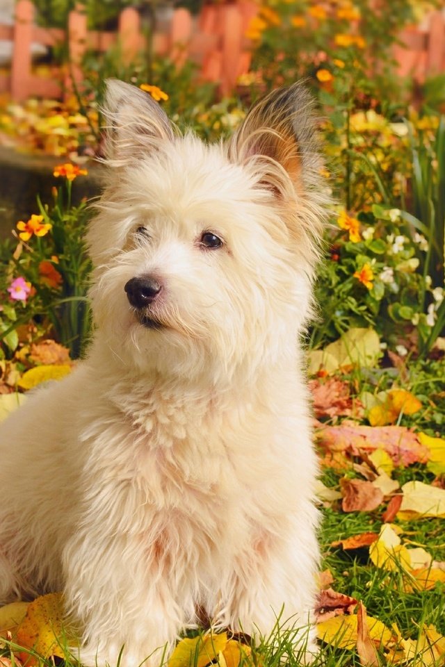 Обои природа, листва, осень, собачка, вест-хайленд-уайт-терьер, nature, foliage, autumn, dog, the west highland white terrier разрешение 2958x1847 Загрузить