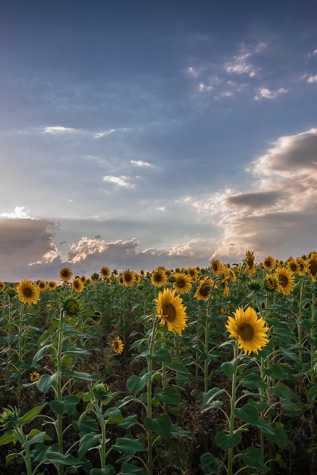 Обои небо, облака, природа, поле, лето, подсолнухи, the sky, clouds, nature, field, summer, sunflowers разрешение 2186x1080 Загрузить