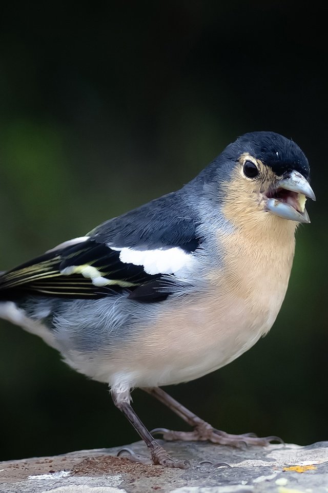 Обои птица, клюв, хвост, зяблик, голубой зяблик, bird, beak, tail, chaffinch, blue chaffinch разрешение 2800x1777 Загрузить