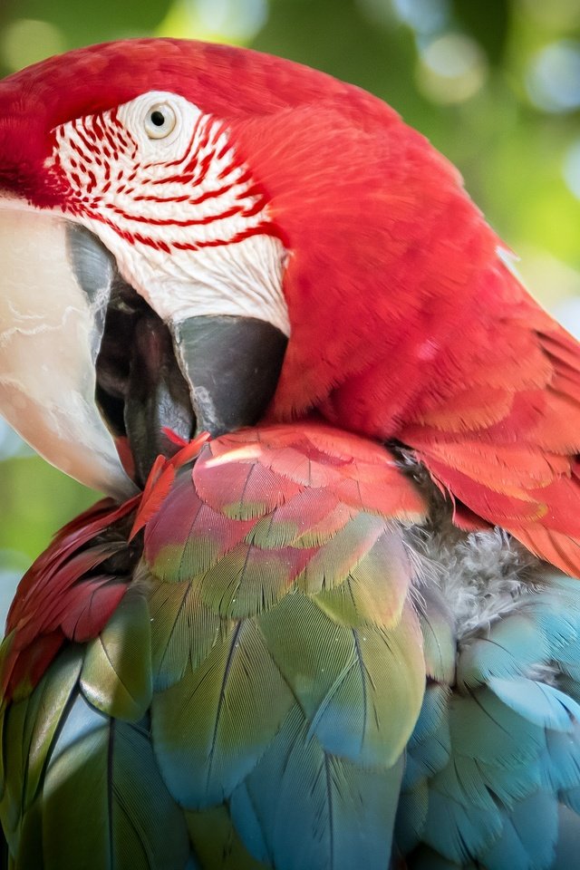 Обои птица, клюв, перья, попугай, ара, bird, beak, feathers, parrot, ara разрешение 2048x1365 Загрузить