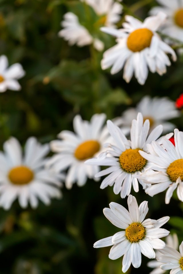 Обои цветы, лепестки, ромашки, белые, flowers, petals, chamomile, white разрешение 5760x3840 Загрузить