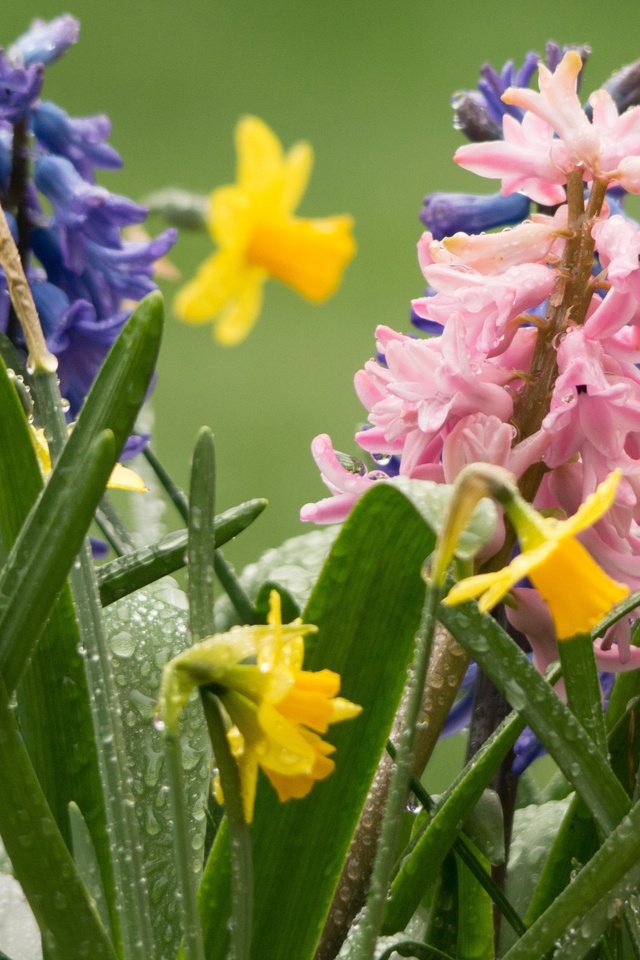 Обои цветы, роса, капли, весна, нарциссы, гиацинты, flowers, rosa, drops, spring, daffodils, hyacinths разрешение 3600x2400 Загрузить