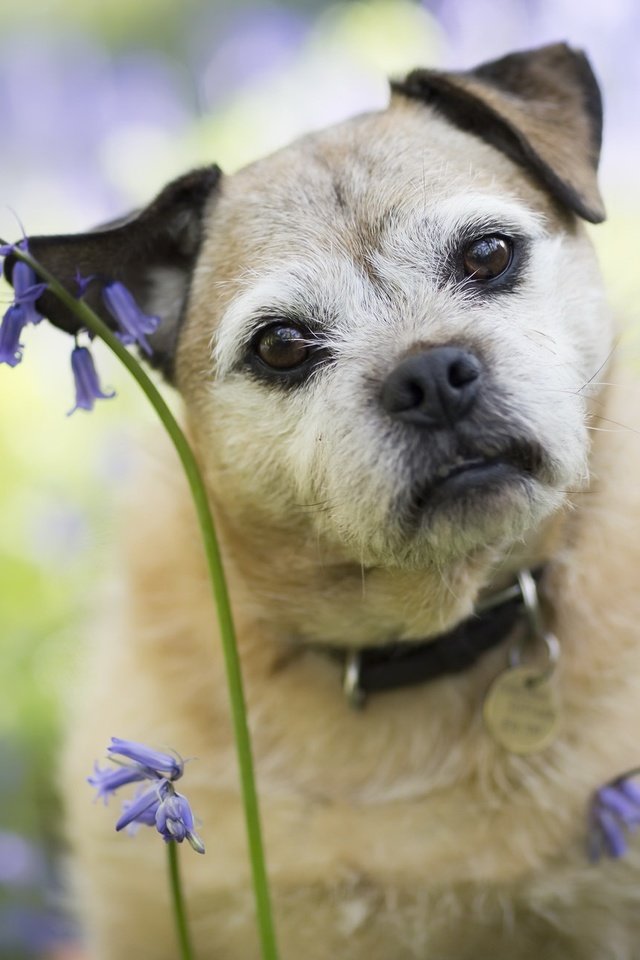Обои цветы, мордочка, взгляд, собака, друг, ошейник, flowers, muzzle, look, dog, each, collar разрешение 2048x1303 Загрузить