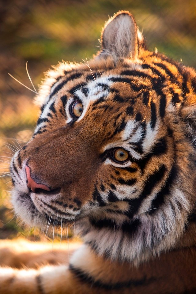 Обои тигр, морда, взгляд, хищник, дикая кошка, tiger, face, look, predator, wild cat разрешение 2048x1479 Загрузить