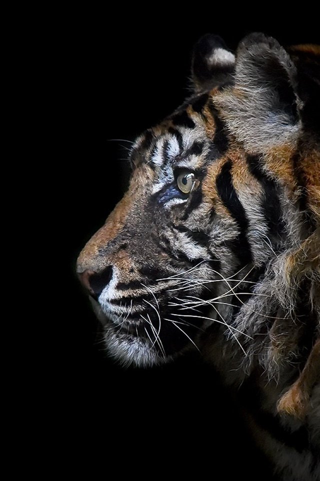 Обои тигр, морда, взгляд, хищник, профиль, черный фон, зверь, дикая кошка, tiger, face, look, predator, profile, black background, beast, wild cat разрешение 1920x1080 Загрузить